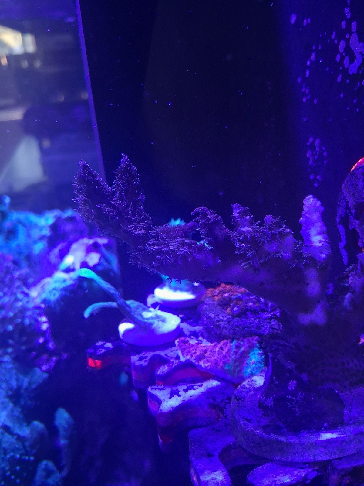 Acropora-snijden, Dieren en Toebehoren, Vissen | Aquariumvissen