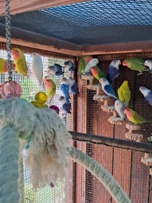 dwergpapegaai eigen kweek + evnt kooi, Dieren en Toebehoren, Vogels | Hokken en Kooien, Ophalen