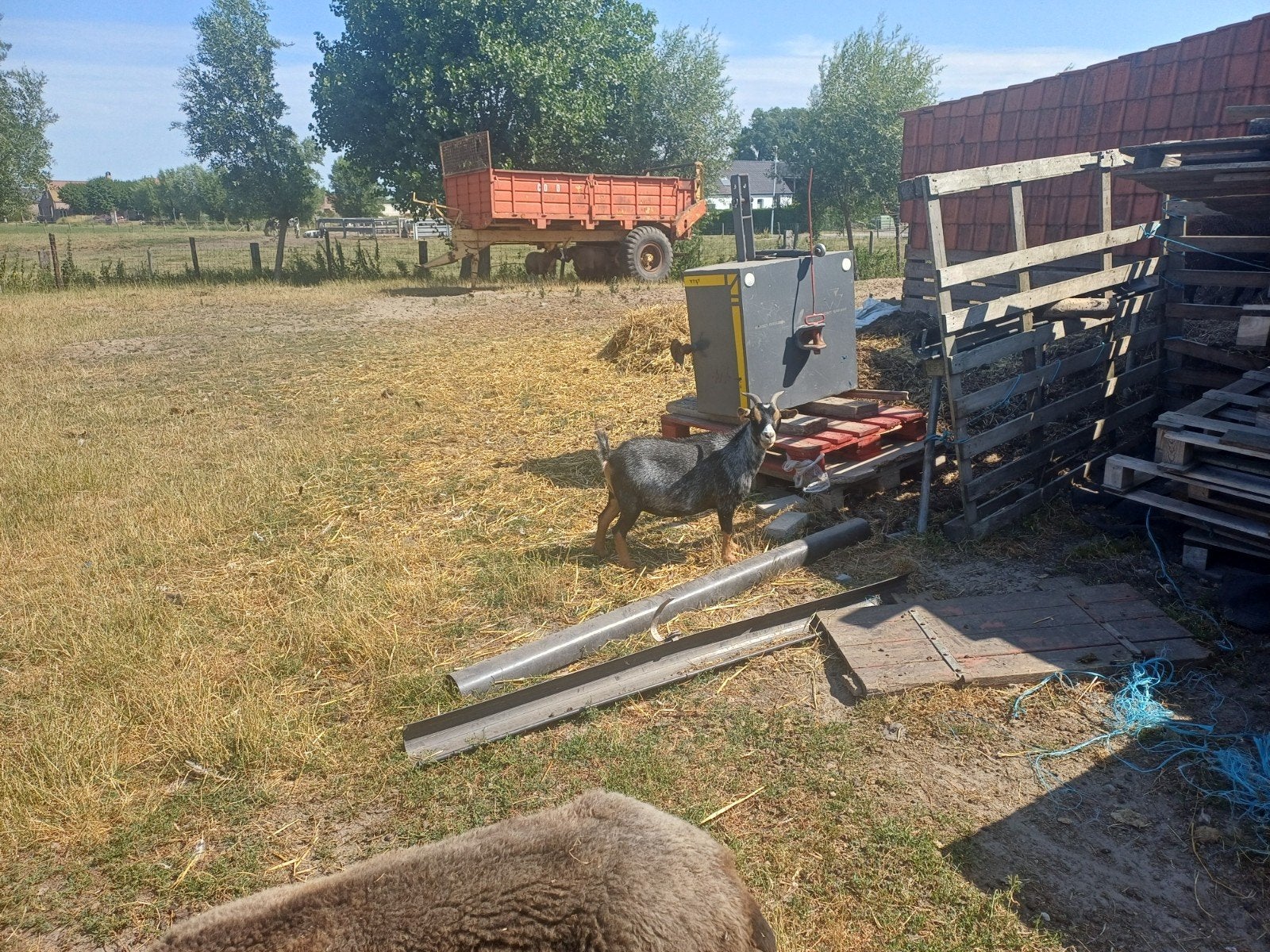Geit vrouwtje, Dieren en Toebehoren, Ophalen of Verzenden