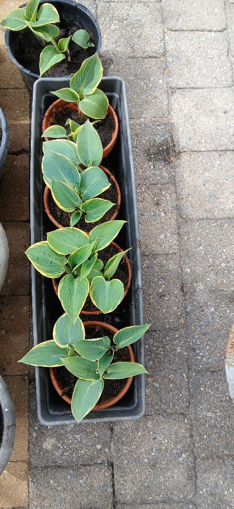 hosta, Ophalen