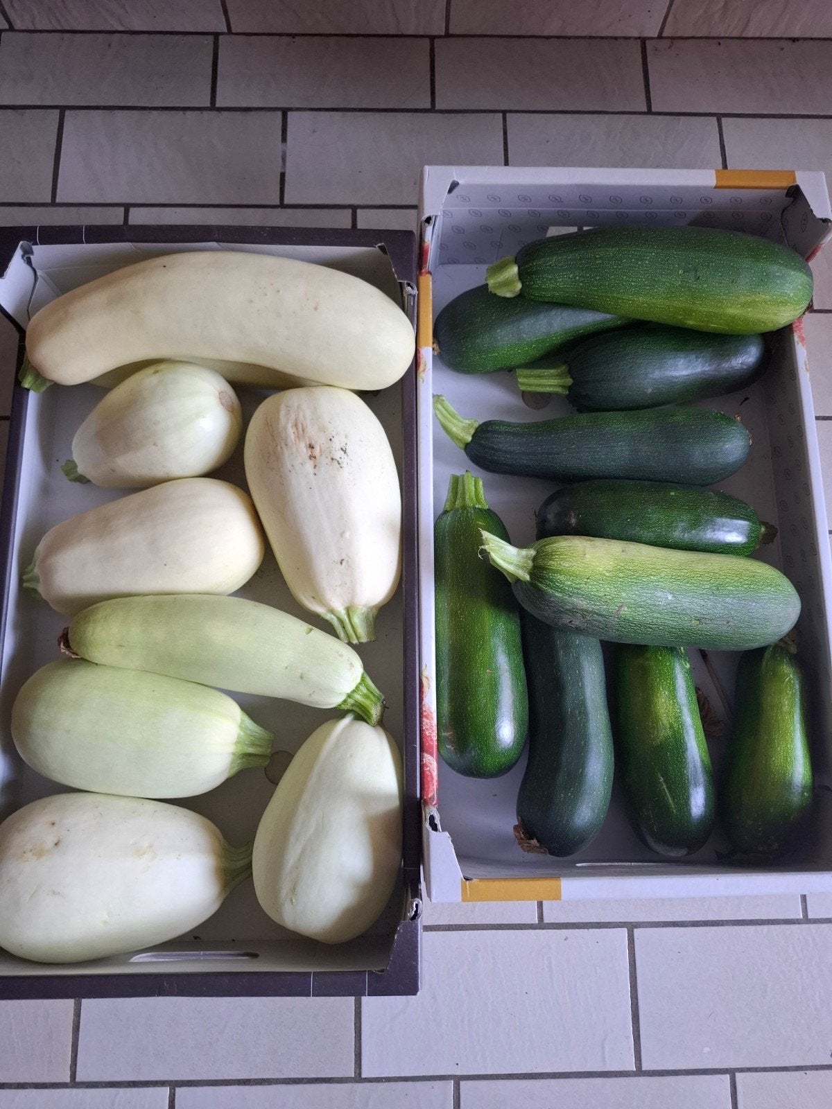 Courgettes sans pesticides de mon potager 2€/kg, Jardin & Terrasse, Enlèvement