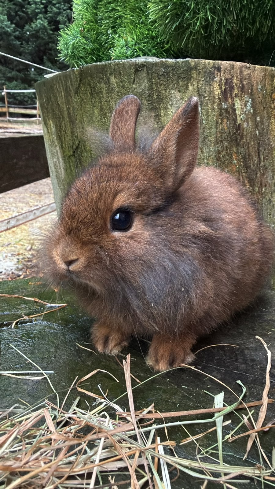 lapins nains de couleur à vendre !