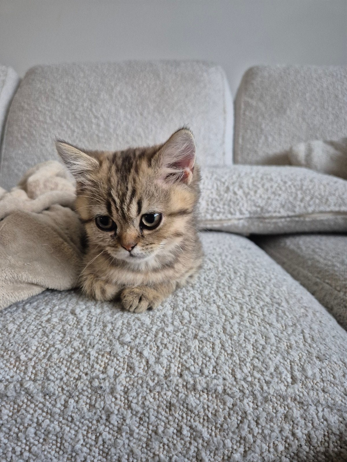 Britse korthaar kittens, Dieren en Toebehoren, Meerdere dieren, Gechipt, 0 tot 2 jaar