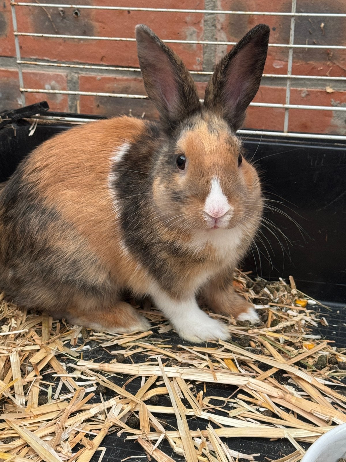 Dwergkonijnen zoekt een nieuwe vriend., Mâle, Nain, 0 à 2 ans