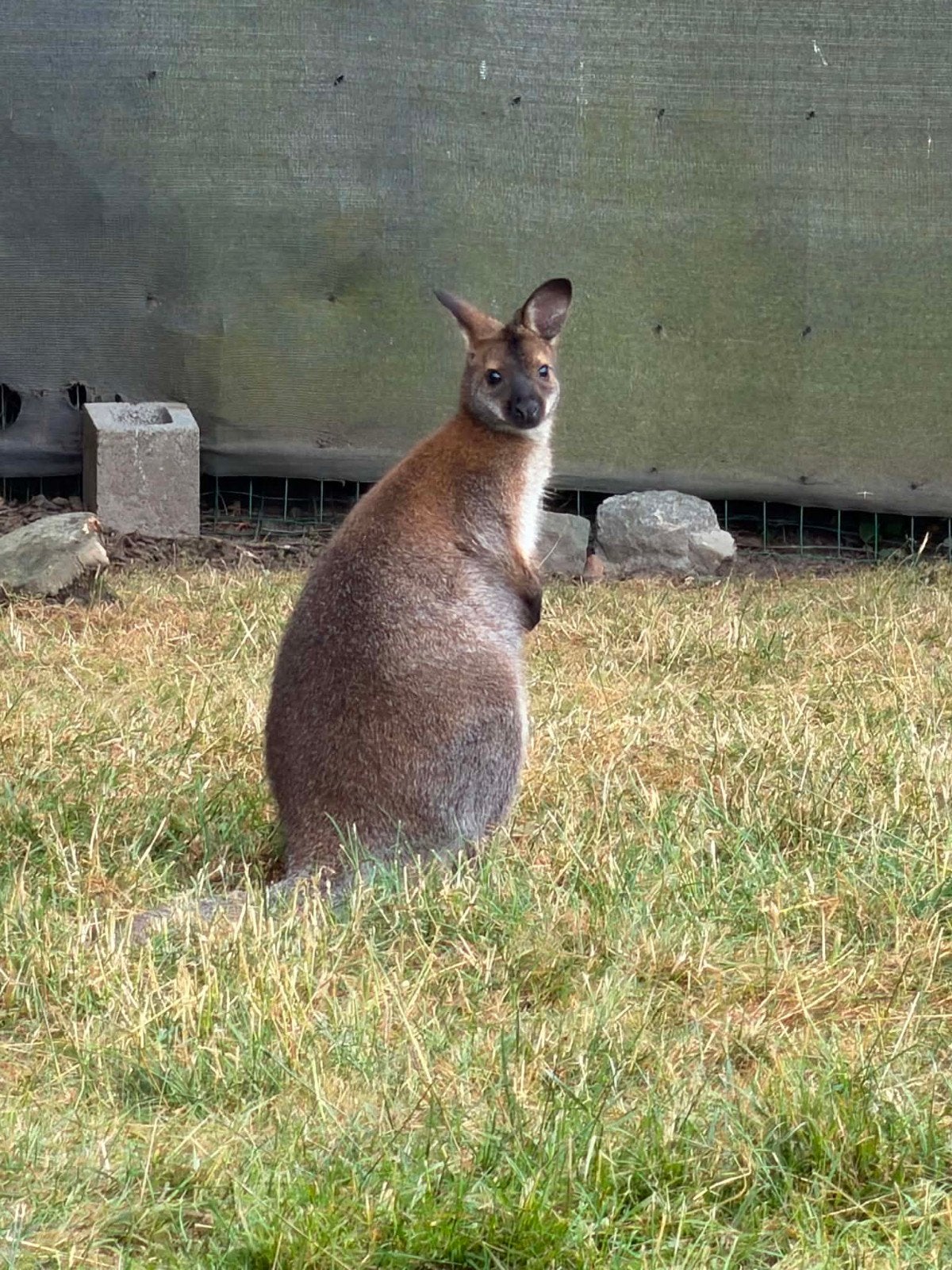 wallaby mannetjes 2026, Animaux & Accessoires, Animaux Autre, Février, Mâle