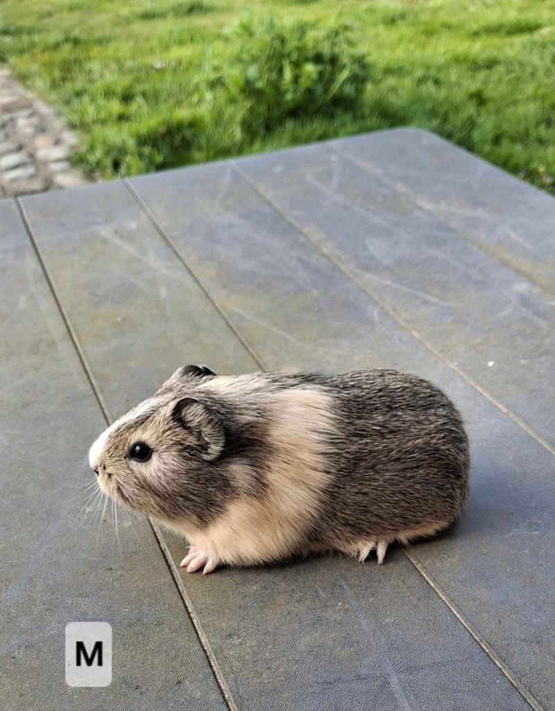 Mooie caviaatjes, Dieren en Toebehoren, Knaagdieren, Mei, Meerdere dieren, Cavia