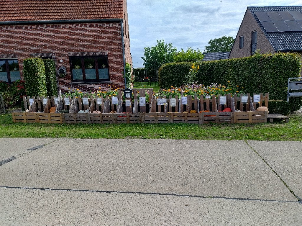 pompoenen te koop, Ophalen, Nieuw