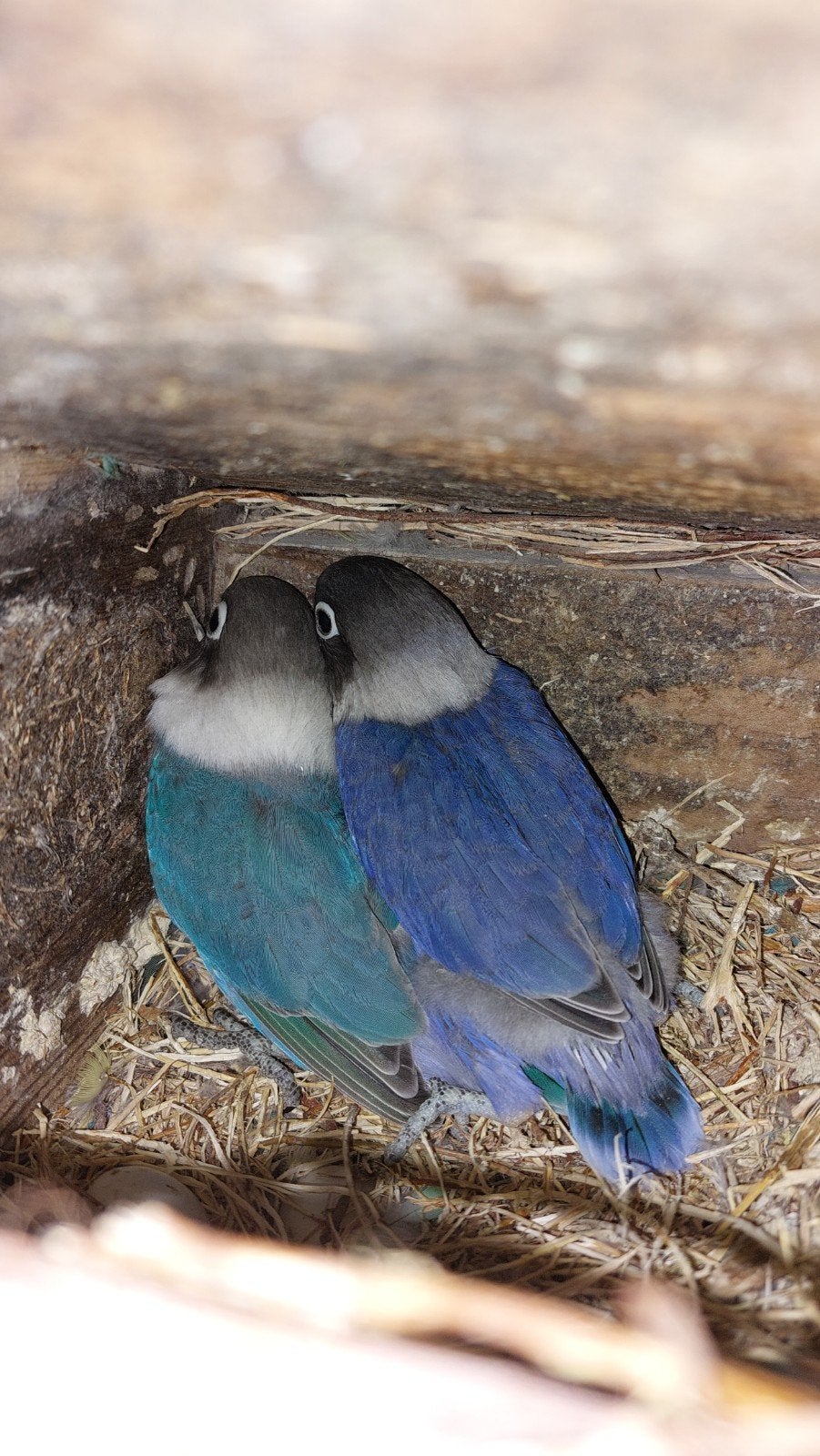 jonge agapornis personata ideaal om tam te maken, Meerdere dieren, Dwergpapegaai of Agapornis