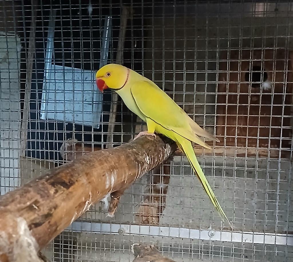 encore une  perruches a collier jaune pallid  EAM, Plusieurs animaux, Perruche, Domestique