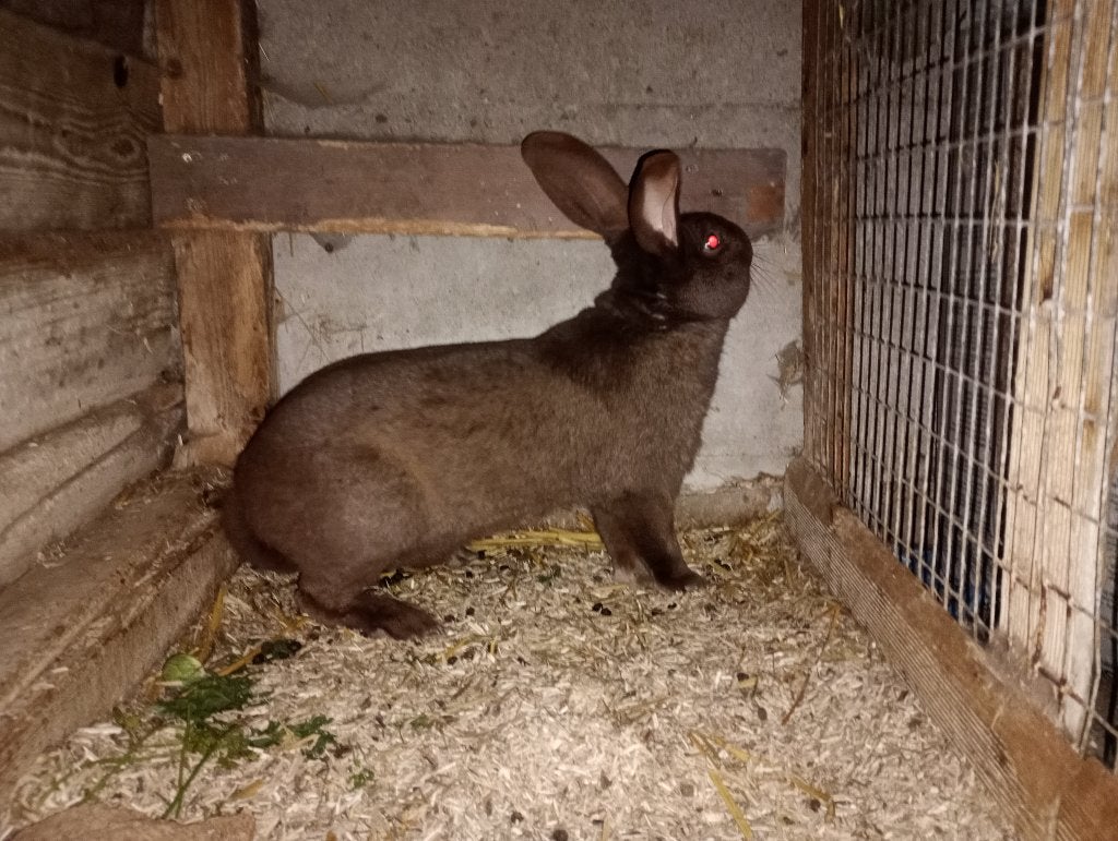 reuzenvlinder ram kleur havanna (chocolade bruin), Mannelijk, Groot, 0 tot 2 jaar
