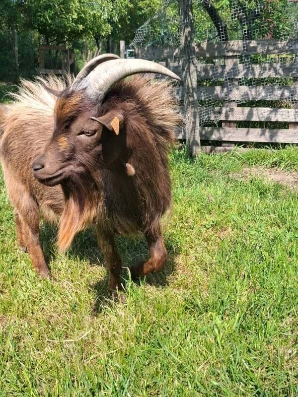Dwerggeit, Dieren en Toebehoren, Mannelijk, Geit, 0 tot 2 jaar