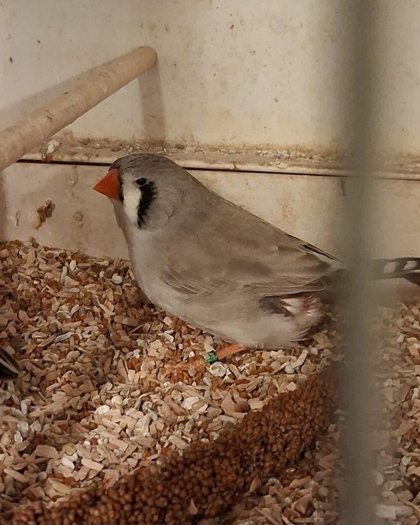 Koppel zebravinken TT, Dieren en Toebehoren, Meerdere dieren, Tropenvogel, Geringd