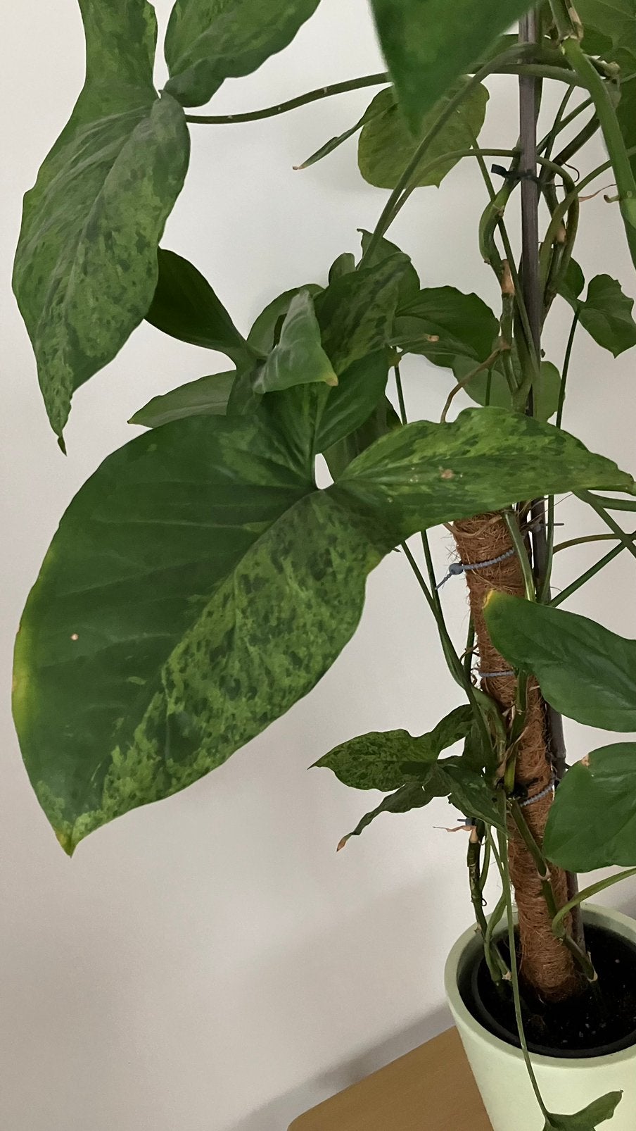 Syngonium Mojito, Huis en Inrichting, Ophalen