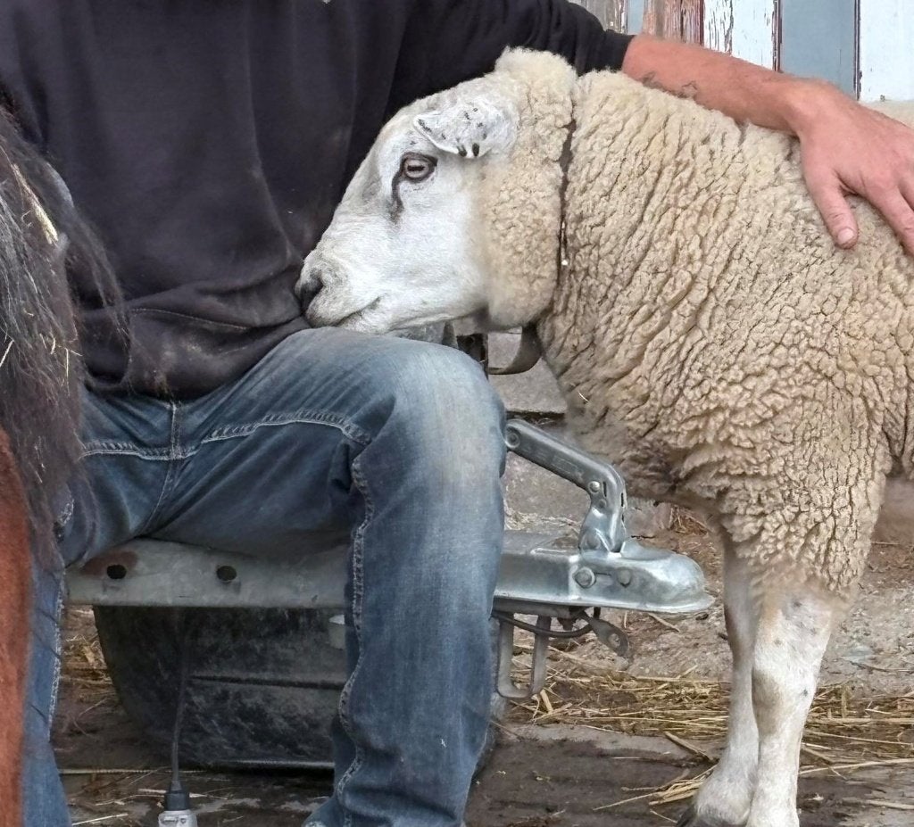 gezocht persoon van deze schapenbuk /, Mâle, Mouton