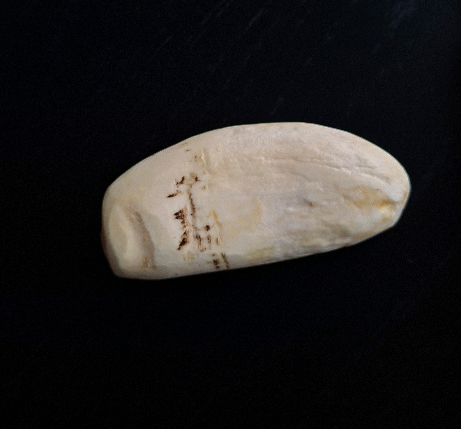 tand uit de zee potvis, Ophalen of Verzenden