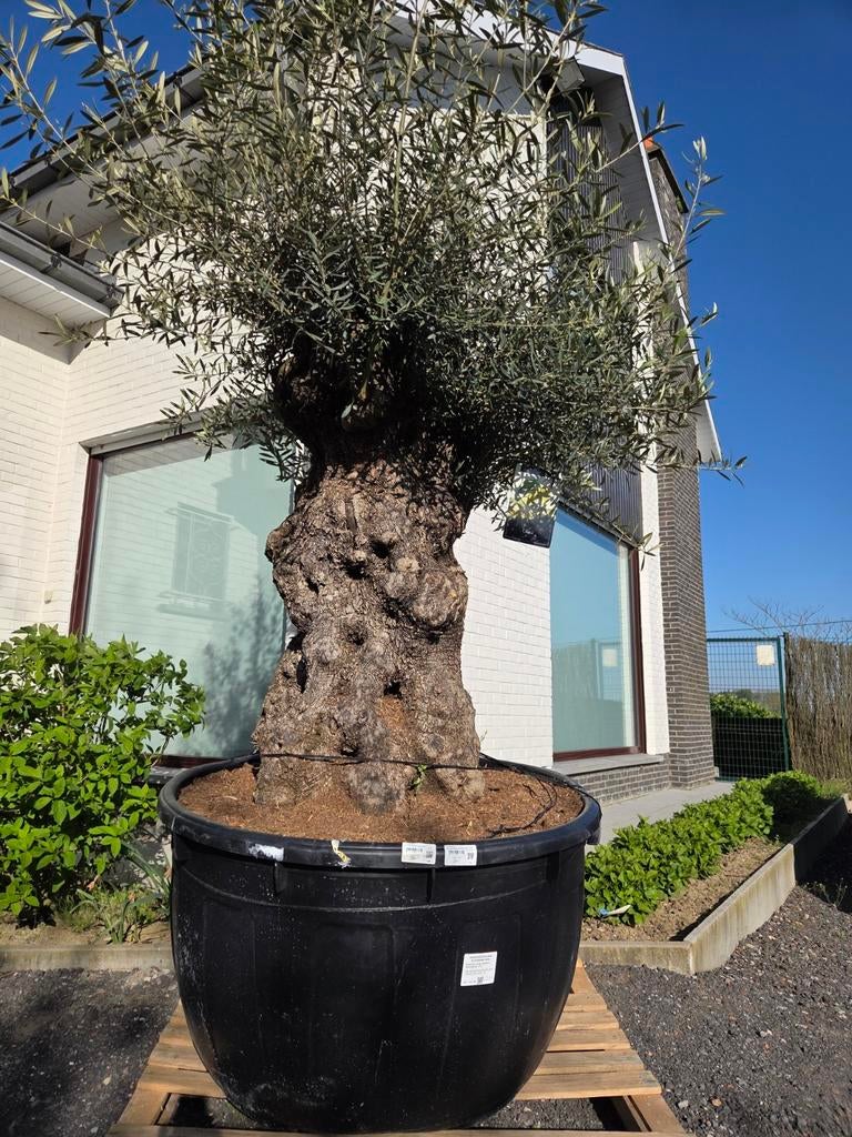 Olijfboom Olea Europaea Bonsai, Tuin en Terras, Ophalen, Olijfboom