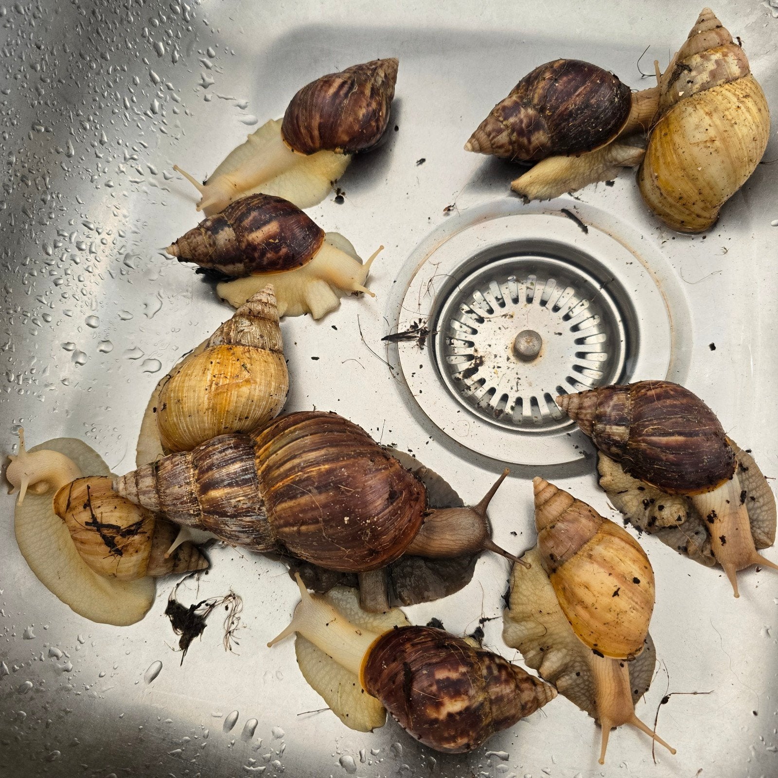 afrikaanse reuzenslak, Dieren en Toebehoren