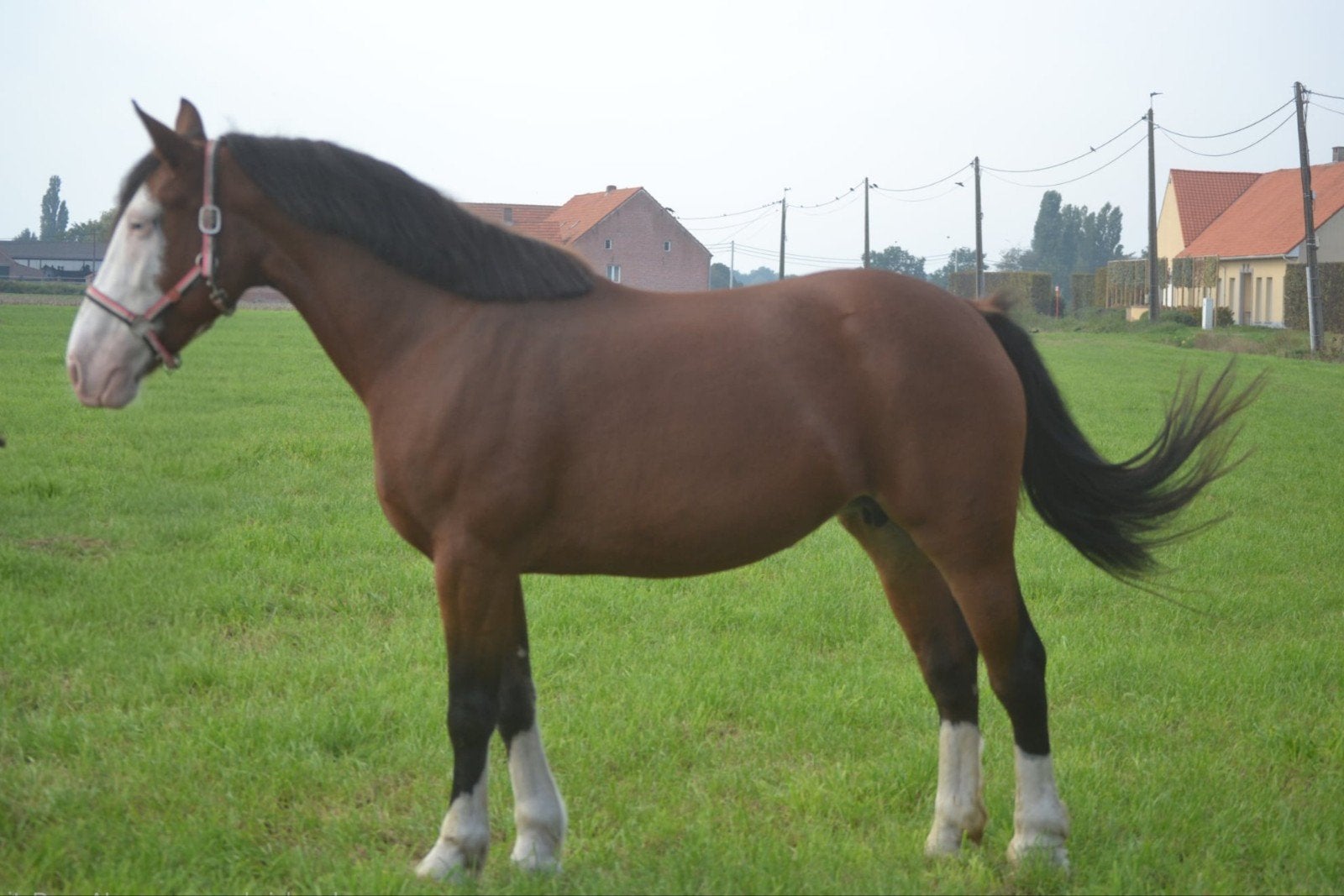 super mooie lieve merrie, Dieren en Toebehoren, Merrie