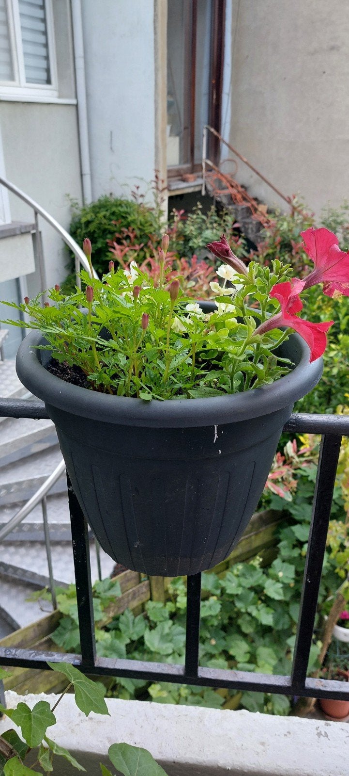 Fleurs pour balcon là pièce 5€, Jardin & Terrasse, Bacs à fleurs & Jardinières, Enlèvement, Balcon