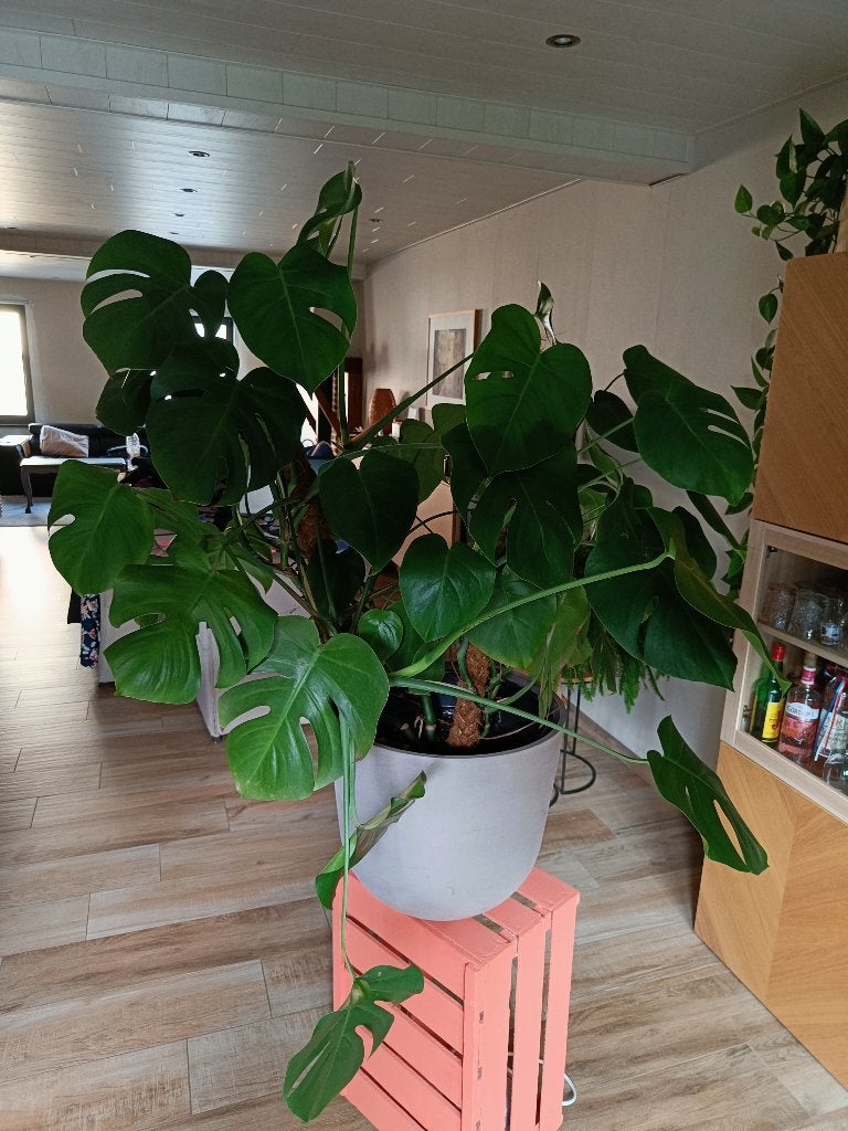 Monstera, Maison & Meubles, Plantes d'intérieur, Plante verte, Enlèvement, Autres espèces, 100 à 150 cm