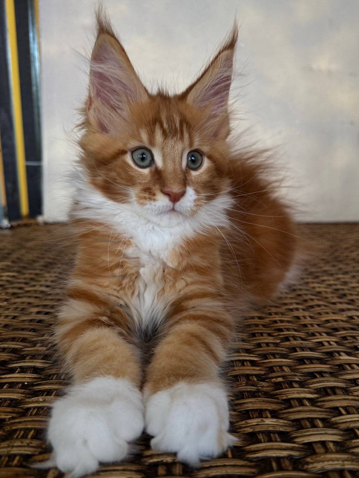 Maine Coon kittens: officiële stamboom, kampioensbloedlijnen, Meerdere dieren, Met stamboom, 0 tot 2 jaar