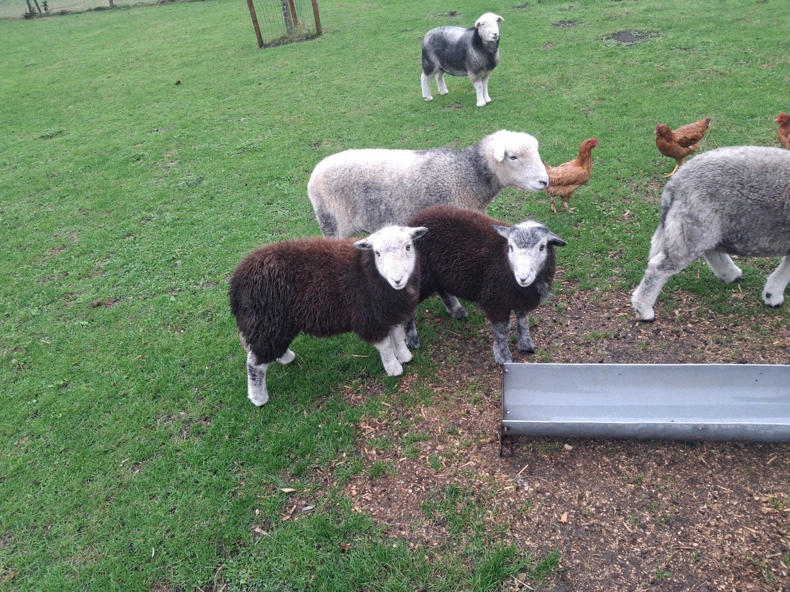 herdwick ooilammeren