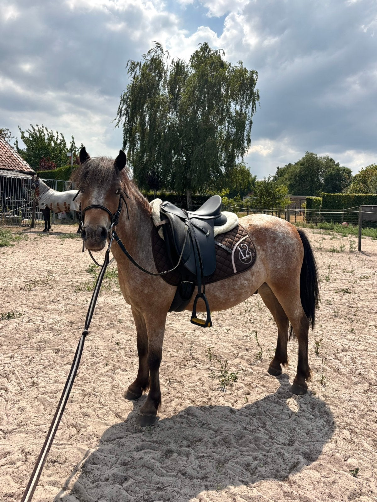 Welsh x Shetlander, Dieren en Toebehoren, Ruin, Zadelmak, A pony (tot 1.17m), 3 tot 6 jaar