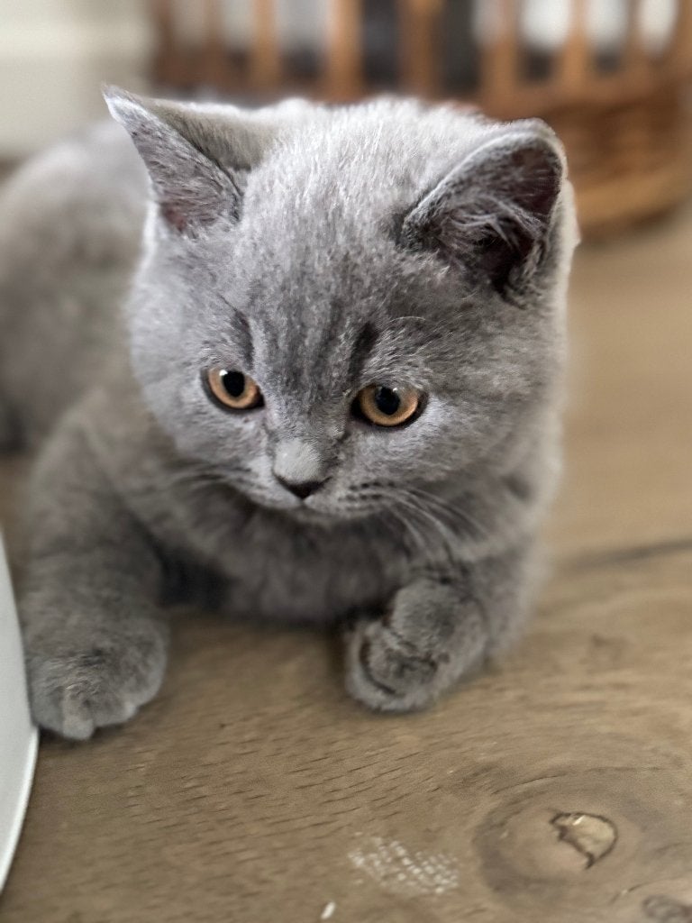 Britse korthaar kitten, Dieren en Toebehoren, Katten en Kittens | Raskatten | Korthaar, Kater, Met stamboom, 0 tot 2 jaar