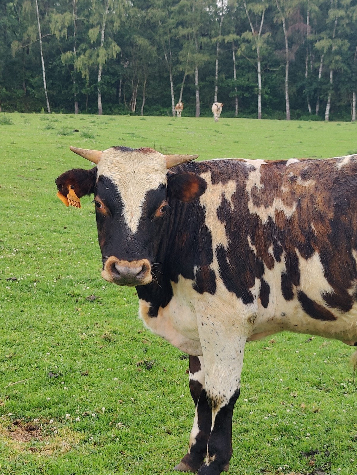 Jonge stier, Mannelijk, 0 tot 2 jaar