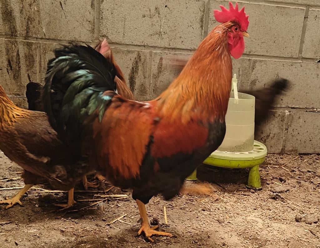 Welsummer groot broedeieren, Sexe inconnu, Poule ou poulet