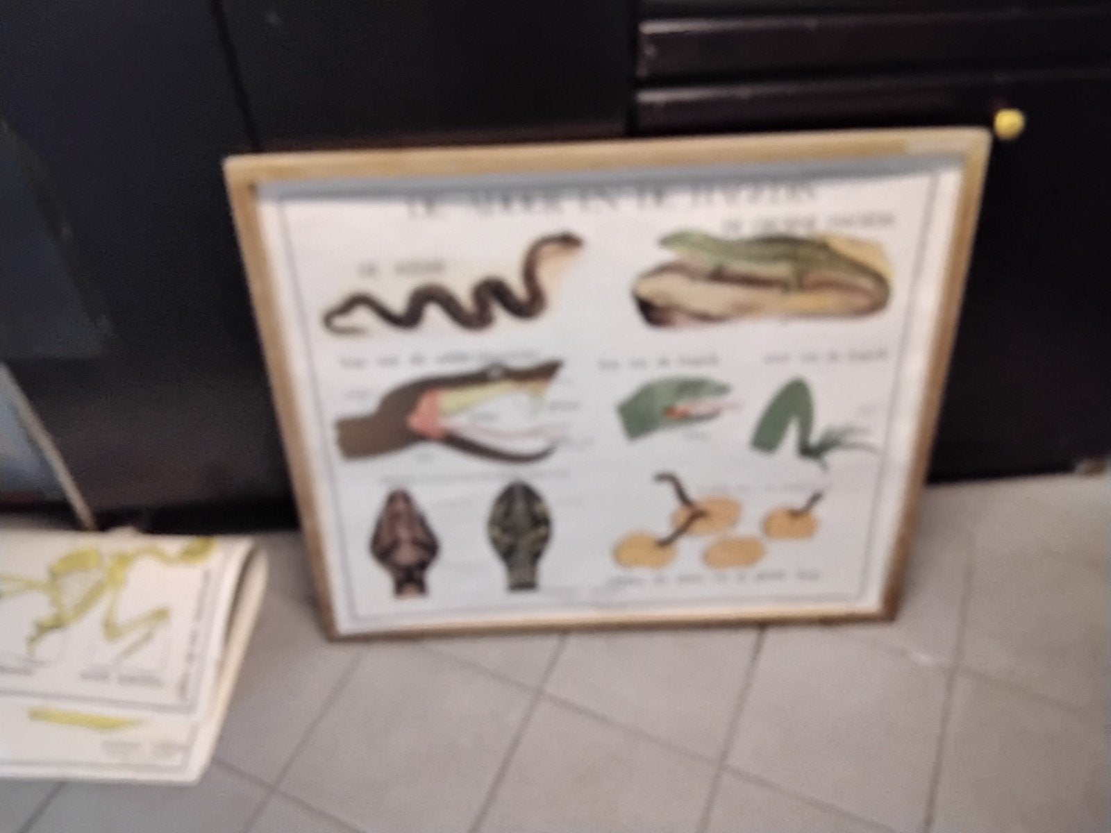oude   schoolkader  van   dieren  9 platen   recto  verso, Ophalen of Verzenden