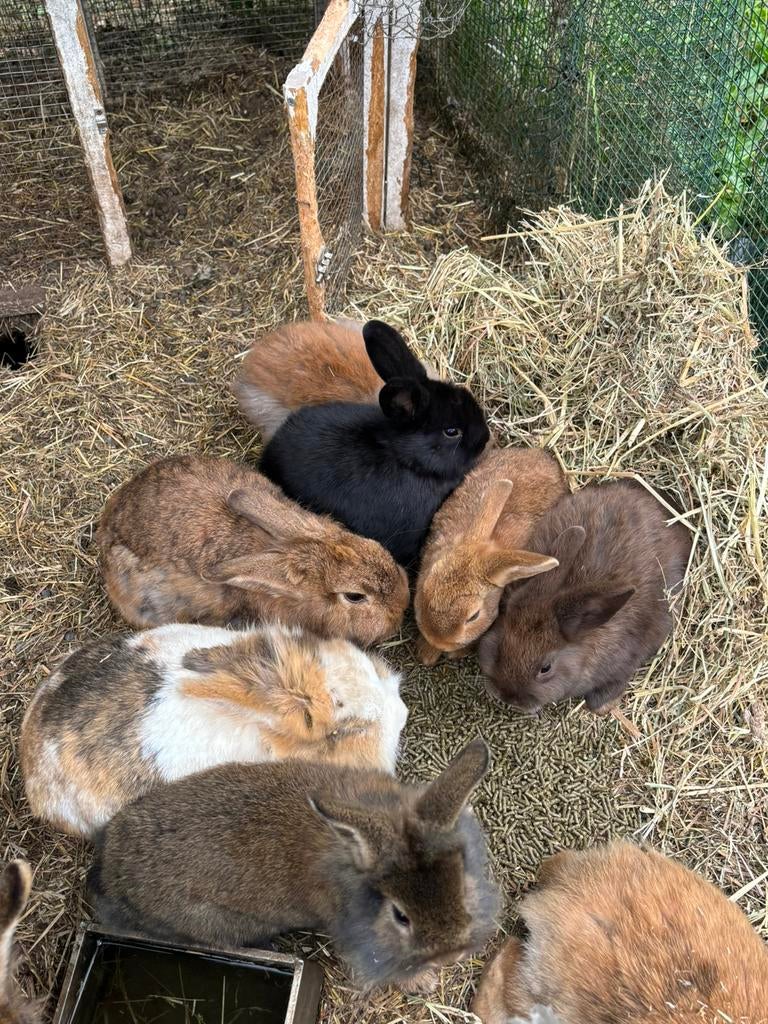Kleine konijntjes te koop, Dieren en Toebehoren, Konijnen