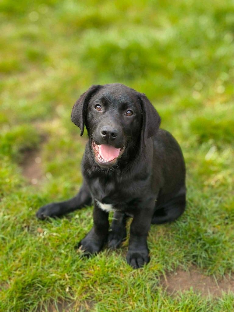 prachtige labrador pups beschikbaar!!, Dieren en Toebehoren, Honden | Retrievers, Spaniëls en Waterhonden, Parvo, België, 15 weken tot 1 jaar