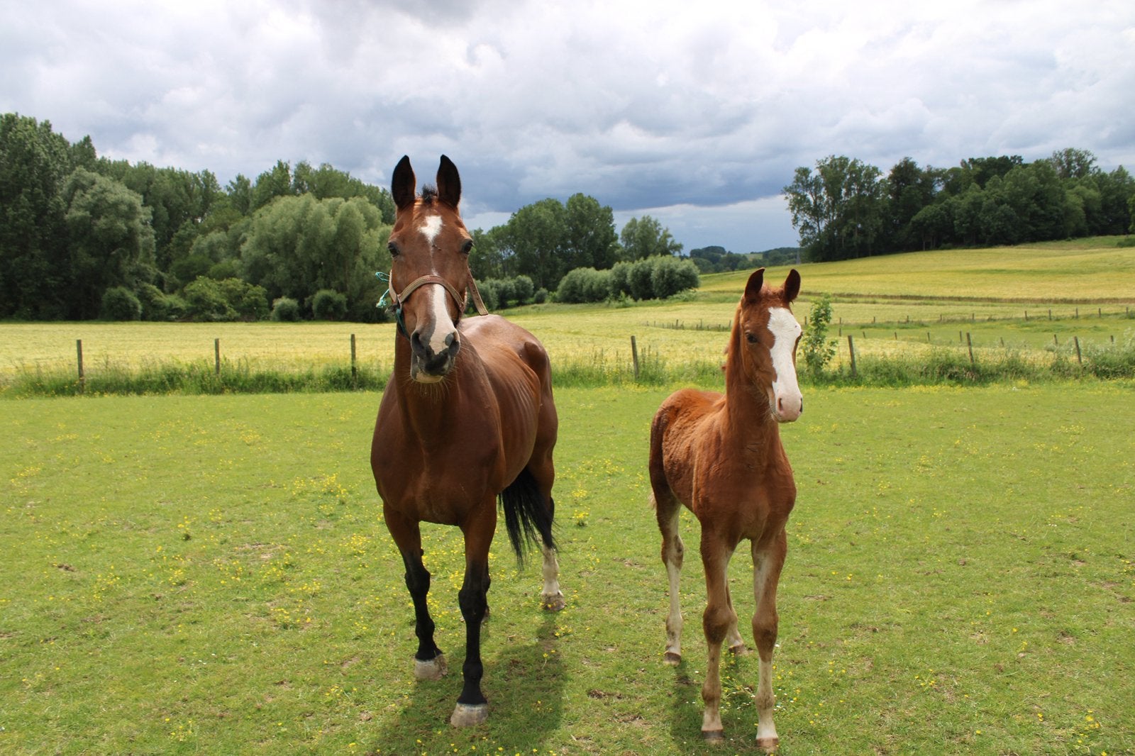 Hengsten veulen te koop, Animaux & Accessoires, Chevaux, Étalon, Non dressé, Moins de 160 cm, 0 à 2 ans, Avec pedigree, Avec puce électronique