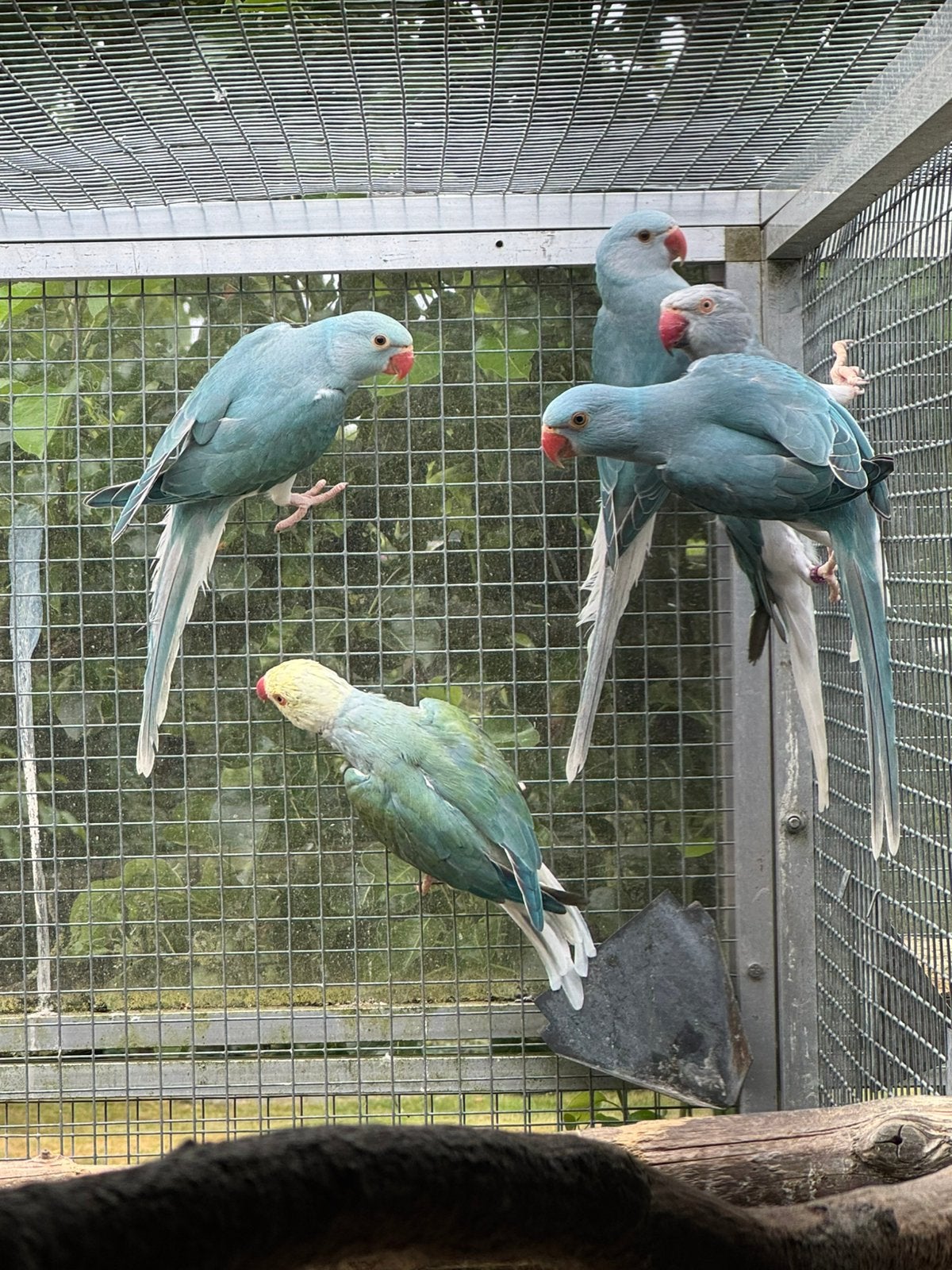 Jonge halsbandparkieten, Dieren en Toebehoren, Geringd