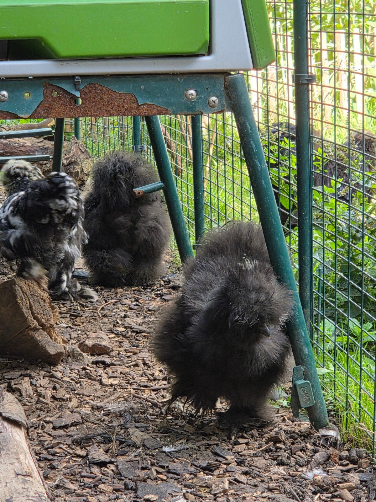5 poules et un coq, Enlèvement