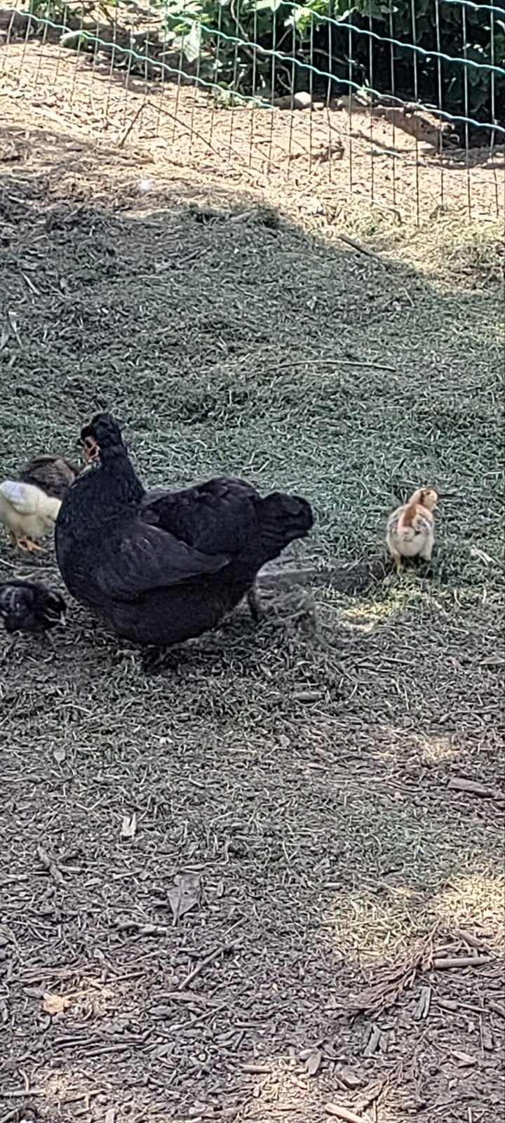 Kuikens, Dieren en Toebehoren