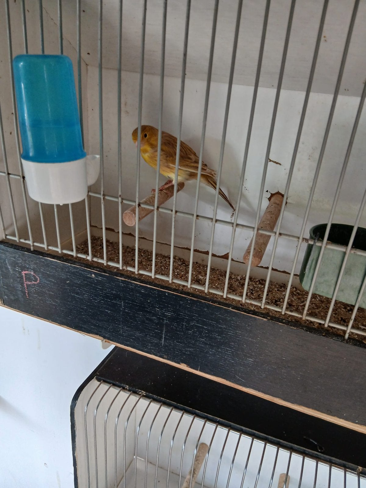 Jonge isabel kanaries, Dieren en Toebehoren, Meerdere dieren, Kleurkanarie