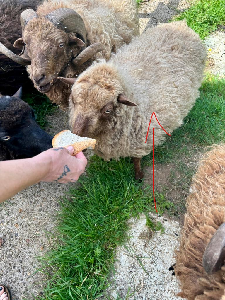 Ouessant schaapjes (ooi met ramlam)