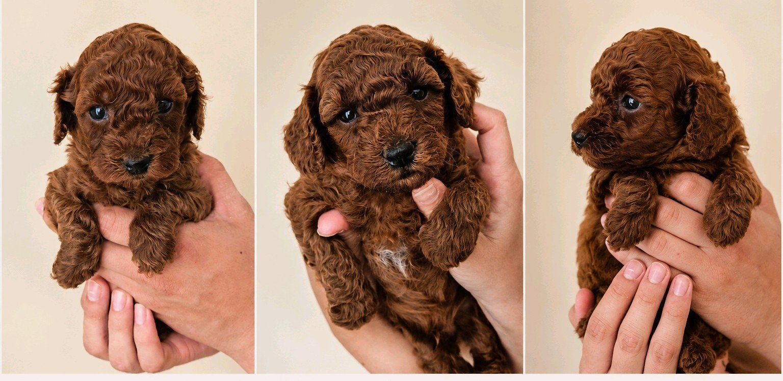 Poedel pups, België, Fokker | Hobbymatig, Overige rassen, 1 tot 2 jaar