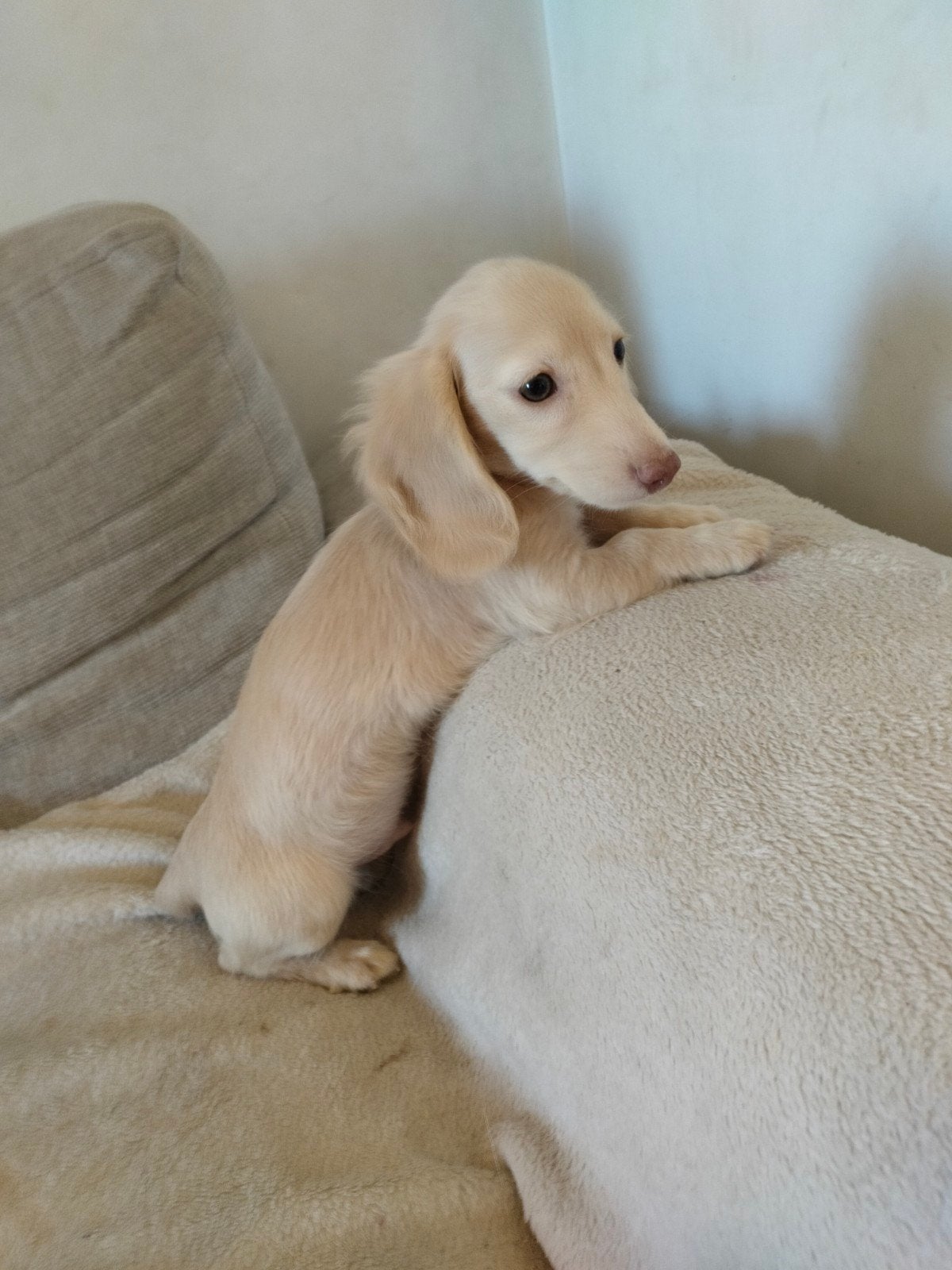 prachtige cream pups, Dieren en Toebehoren, België, 8 tot 15 weken, Dwerg, Langhaar
