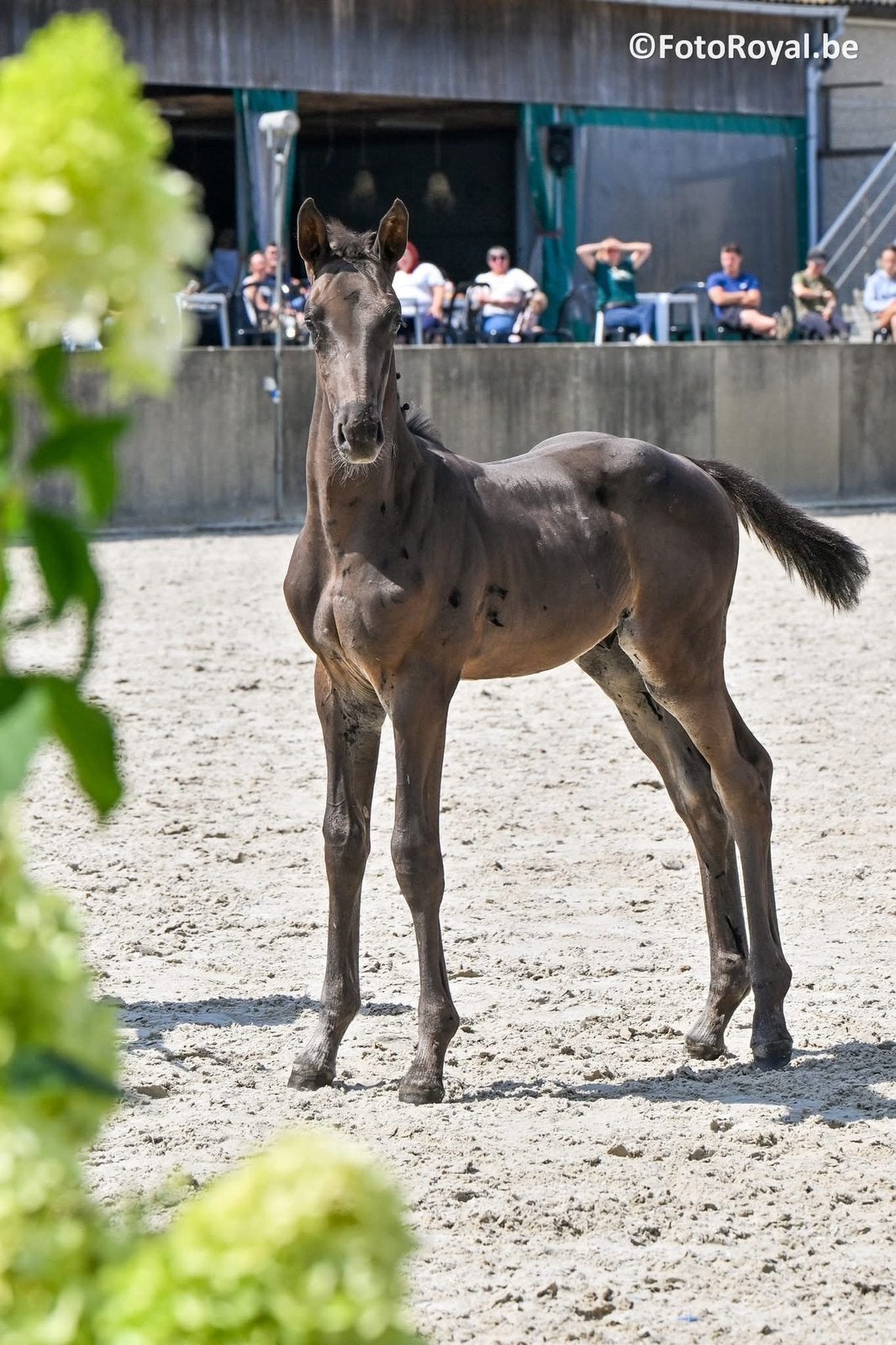 Devil 2000 Z hengstenveulen, Dieren en Toebehoren, Met stamboom, Springpaard, 0 tot 2 jaar, Hengst