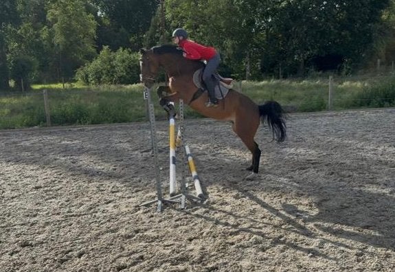 13 jarige spring merrie te koop, 11 ans ou plus, Avec pedigree, 160 à 165 cm, Cheval de saut