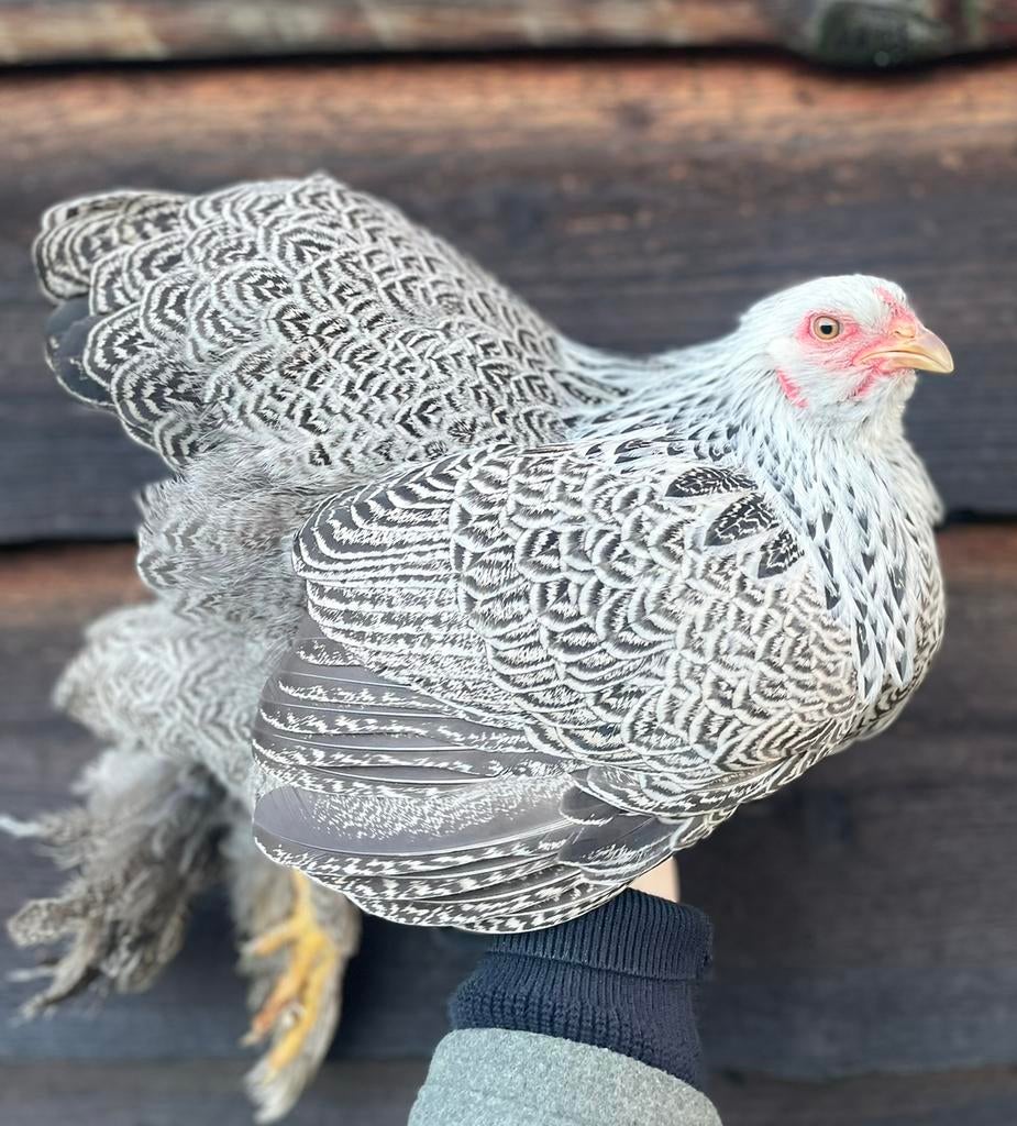 ZELDZAAM!! Brahma kriel meerzomig zilverpatrijs, Vrouwelijk, Kip