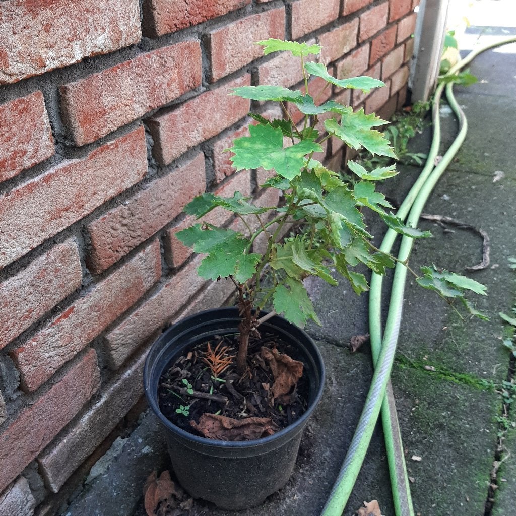 Witte Druivelaar, Ophalen, Volle zon, Vaste plant, Fruitplanten