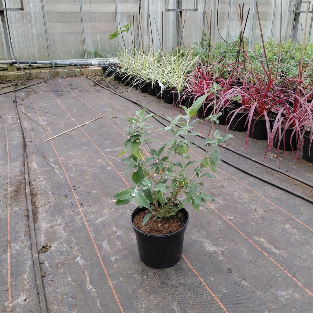 Driekleurige vlinderstruik | Buddleja ' Flower Power', Tuin en Terras, Ophalen of Verzenden