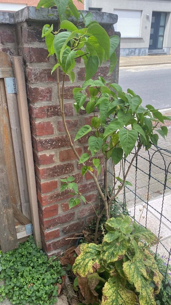 plantes d'extérieur en pots, Enlèvement
