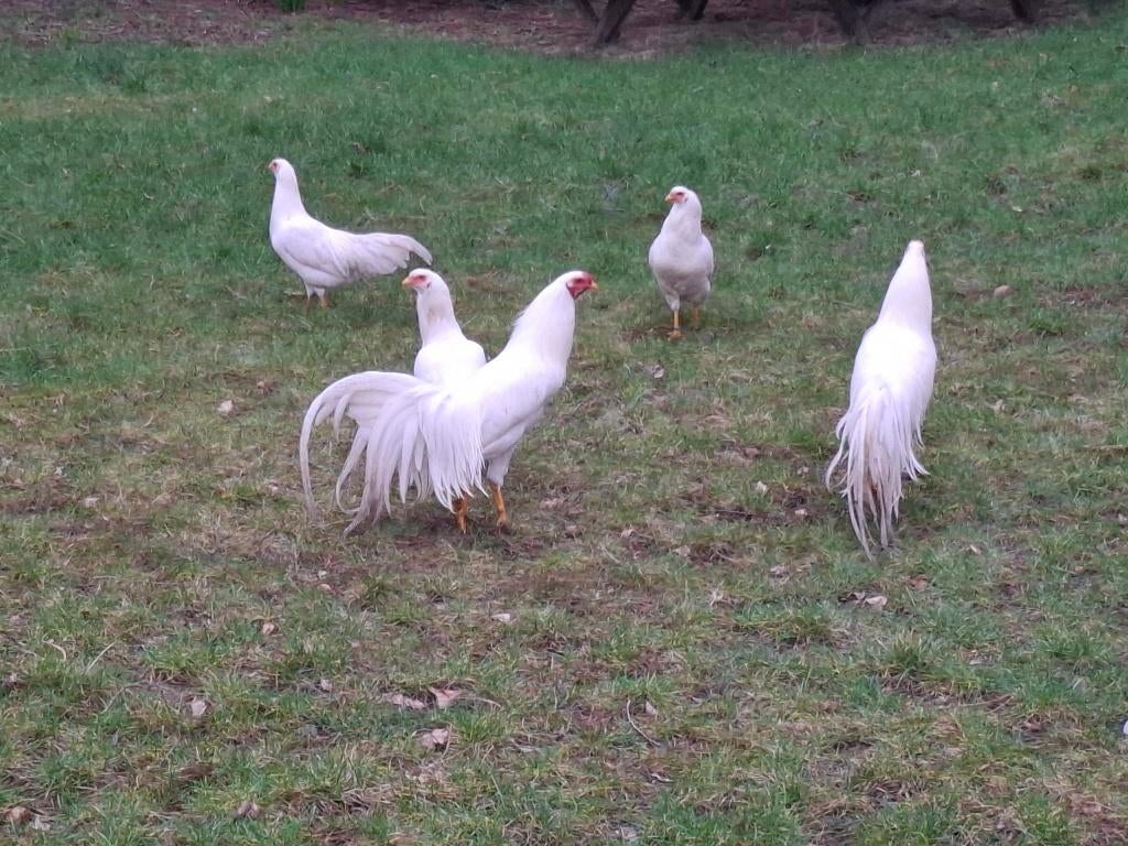 Yokohama kippen (volledig witte), Plusieurs animaux