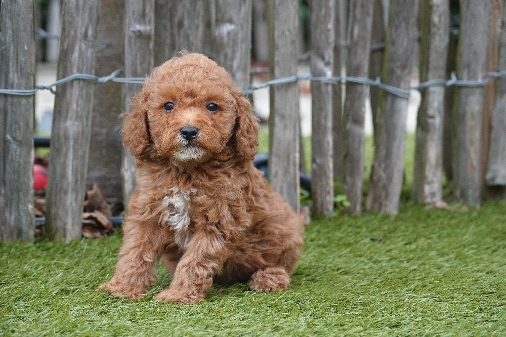 Prachtige abrikoos/rode Mini-labradoodle pups (30-35cm), België, Overige rassen, CDV (hondenziekte), 8 tot 15 weken