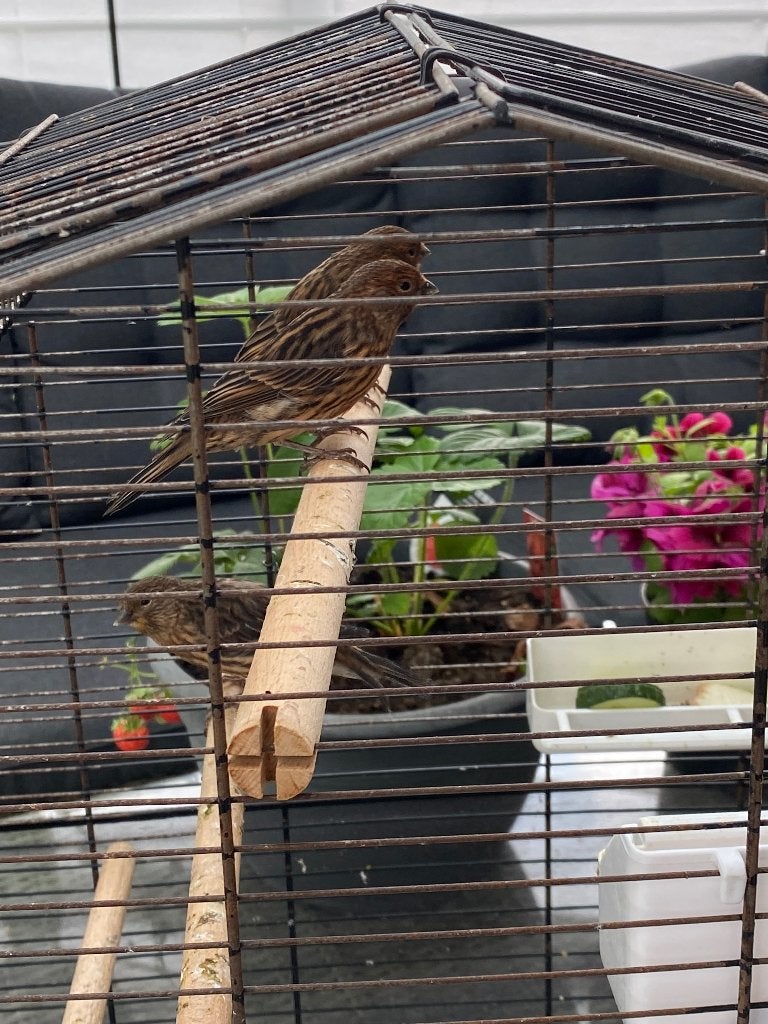 Kanarie, Dieren en Toebehoren, Vogels | Kanaries, Meerdere dieren, Kleurkanarie